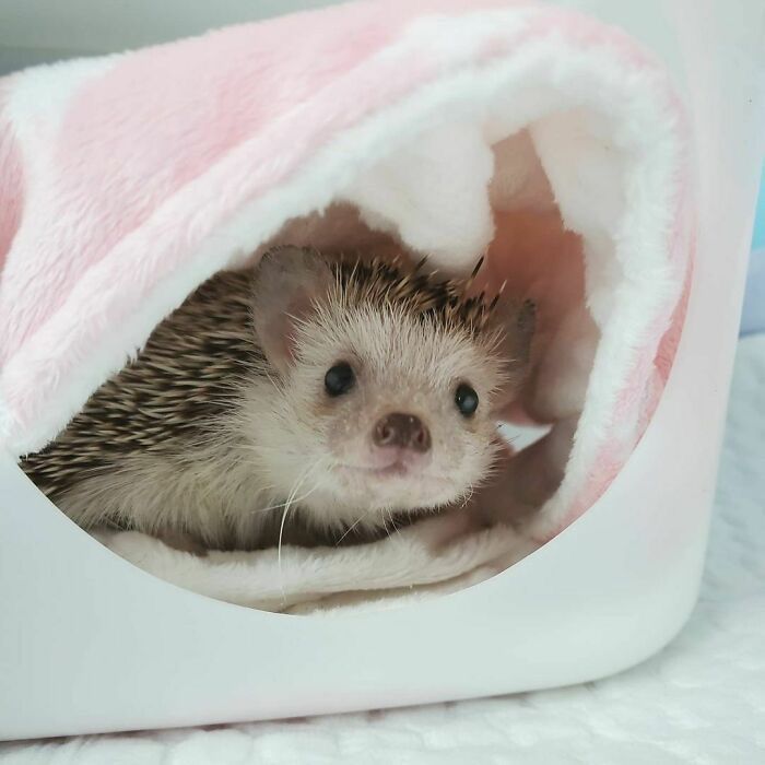 HedgehogZone_'s tweet photo. https://t.co/N7AvMgi0zx