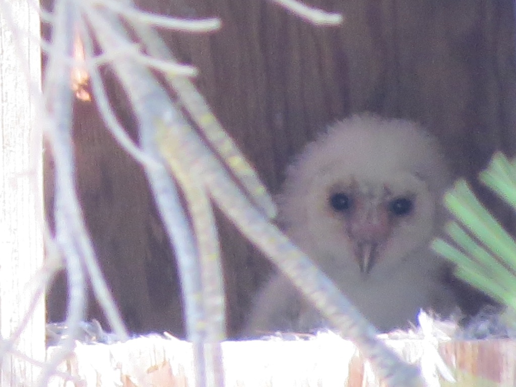 Snowleopard321's tweet photo. 野生動物の成長は早い

年上(と言っても数日間の違いだけれど）と年下のメンさんベイビーの容貌のこの違い

ワイルドターキーの小さな群れ
雛とは言い難い子供達、でもお母さんと比べるとまだまだ小さいね https://t.co/LNjTD6XpWo