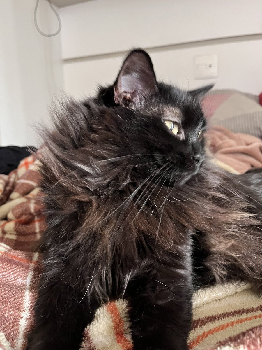 topiranath's tweet photo. A Salem gata preta sendo linda &amp; perfeita 24h por dia https://t.co/2RrKdDAlkM