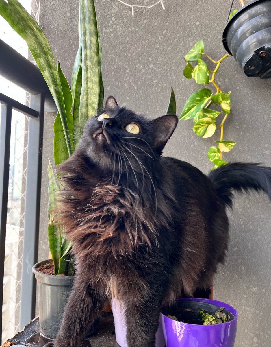 topiranath's tweet photo. A Salem gata preta sendo linda &amp; perfeita 24h por dia https://t.co/2RrKdDAlkM