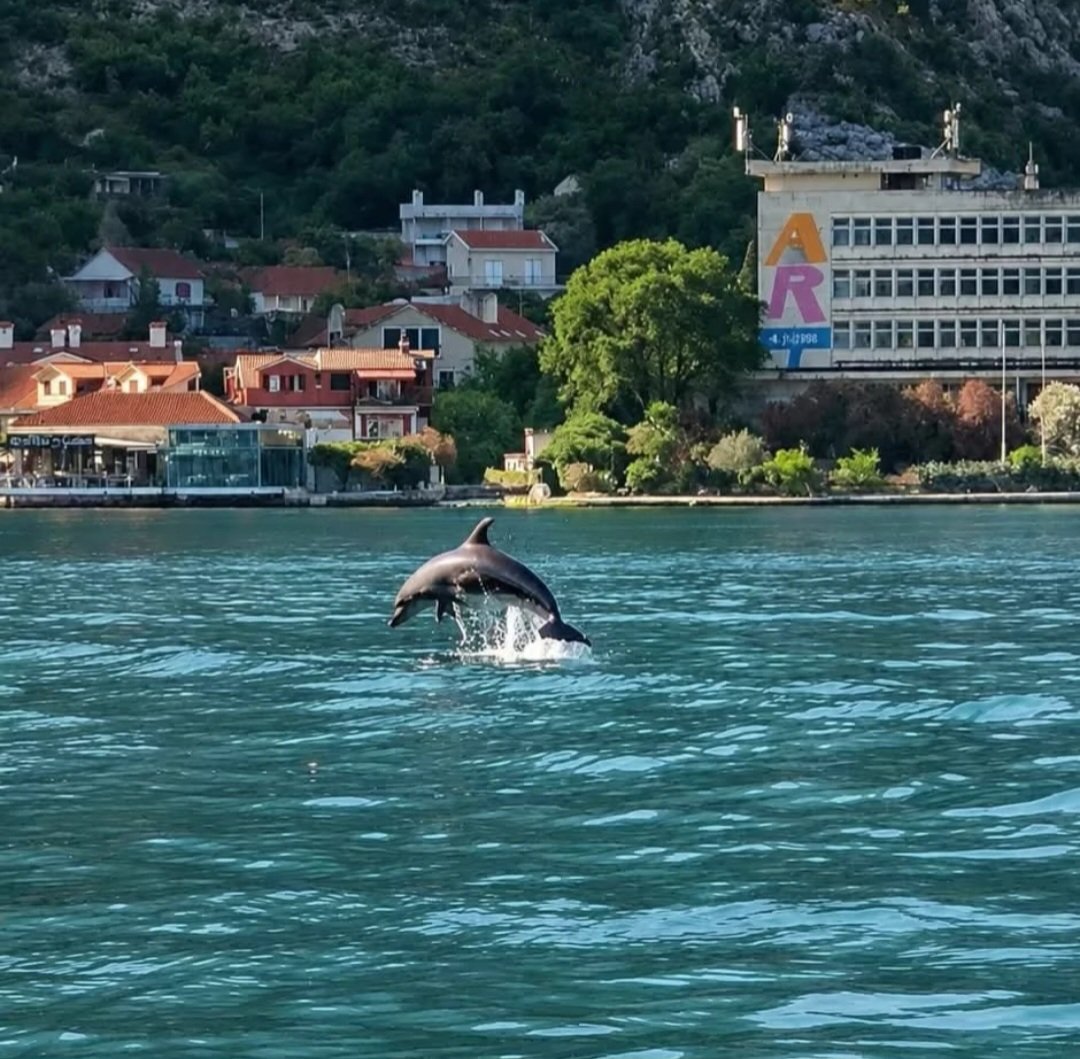 rakocevicvlado's tweet photo. Boka Kotorska 🐬 https://t.co/03Qq7aJVYw