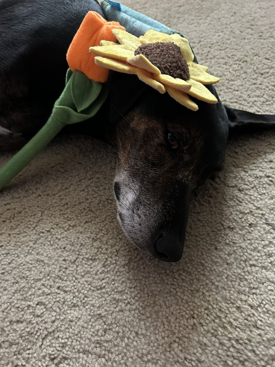 HounddogZenith's tweet photo. Saying goodbye to a pal is not easy. We will miss you sweet Daisy 🌼 
#FloofsForDaisy https://t.co/ATQdoEaDs1