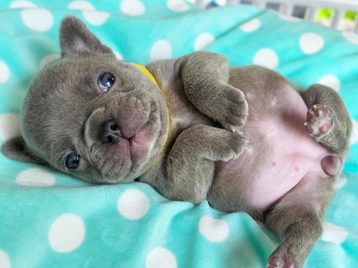 TheFrBulldogUS's tweet photo. Cute baby❤️❤️❤️ https://t.co/TU0ZtNUxqj
