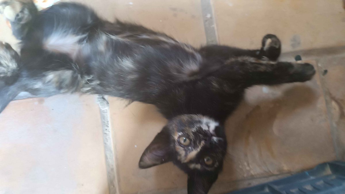 doksooyoung's tweet photo. GATITOS EN ADOPCIÓN POR CÁDIZ
Rescatamos a una camada ya que ningún refugio puede ayudarnos. Nos quedan dos. Tienen 11 semanas y necesitamos encontrarles casa, ya que nuestra casa no es segura y no podemos permitirnos veterinario, sólo comida y arena. Cualquier ayuda se agradece. https://t.co/qTSiu1ovO5