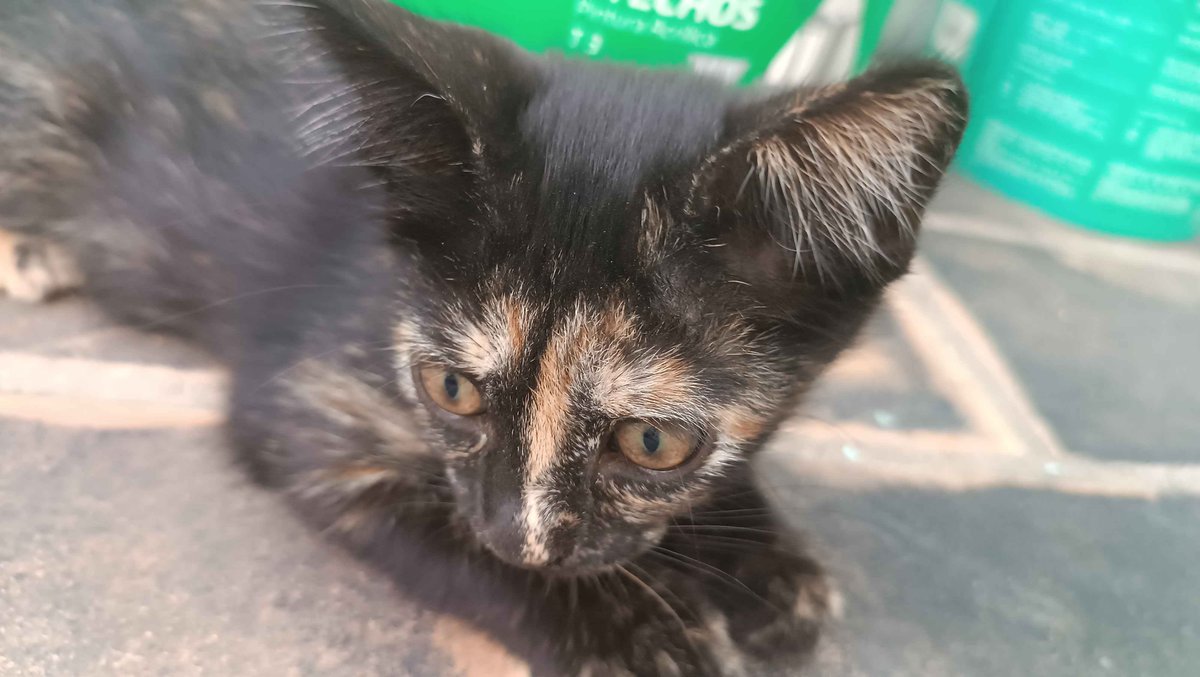 doksooyoung's tweet photo. GATITOS EN ADOPCIÓN POR CÁDIZ
Rescatamos a una camada ya que ningún refugio puede ayudarnos. Nos quedan dos. Tienen 11 semanas y necesitamos encontrarles casa, ya que nuestra casa no es segura y no podemos permitirnos veterinario, sólo comida y arena. Cualquier ayuda se agradece. https://t.co/qTSiu1ovO5