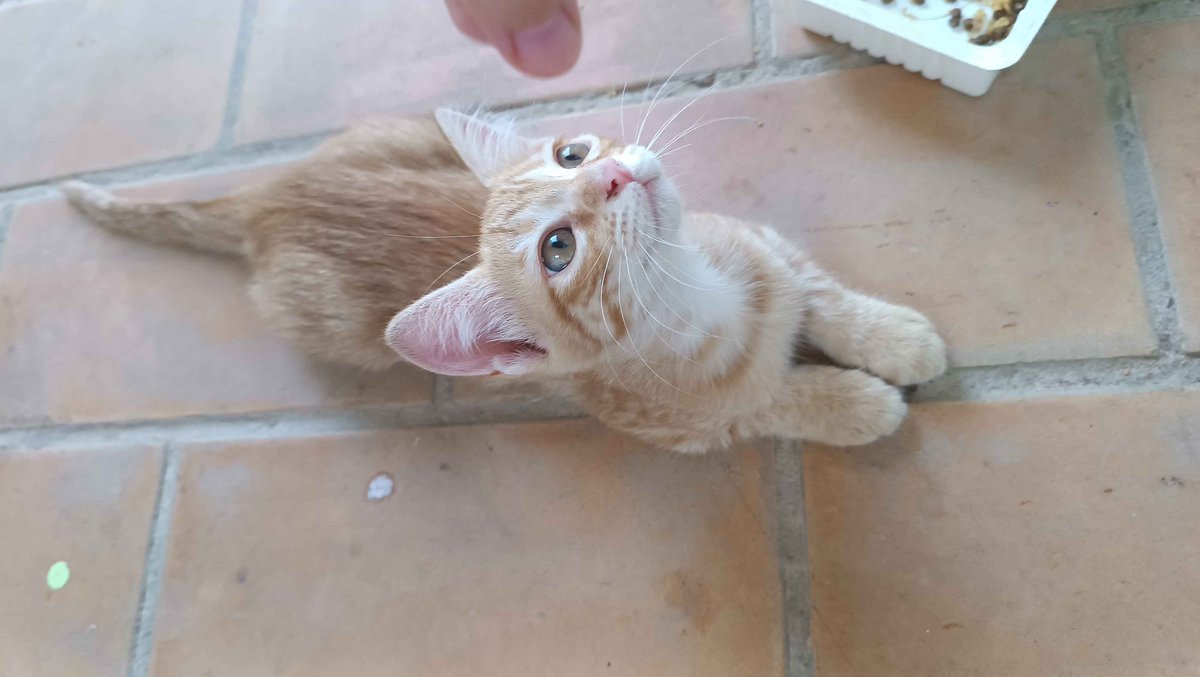 doksooyoung's tweet photo. GATITOS EN ADOPCIÓN POR CÁDIZ
Rescatamos a una camada ya que ningún refugio puede ayudarnos. Nos quedan dos. Tienen 11 semanas y necesitamos encontrarles casa, ya que nuestra casa no es segura y no podemos permitirnos veterinario, sólo comida y arena. Cualquier ayuda se agradece. https://t.co/qTSiu1ovO5