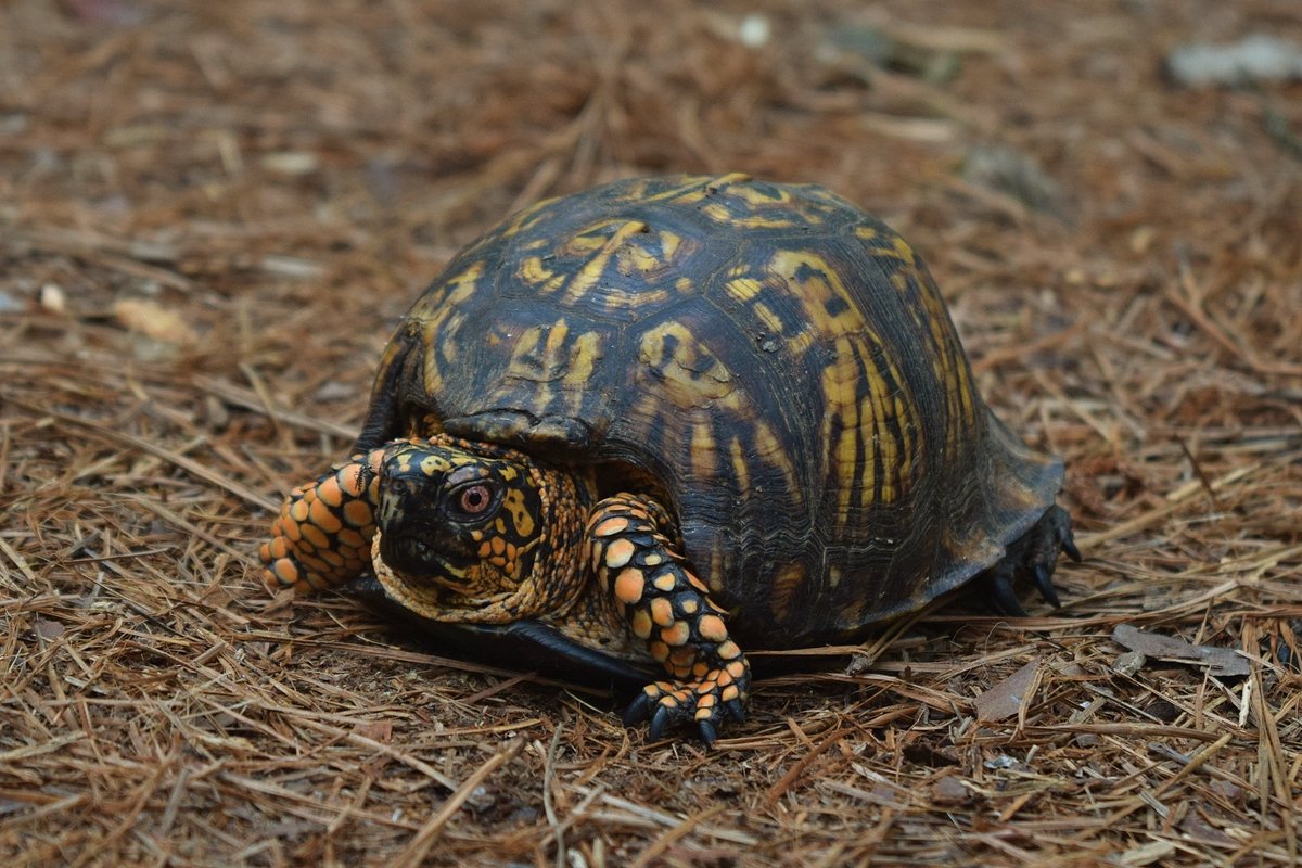 Waterfall_Hero's tweet photo. Trail surprise on Sycamore this morning at Umstead. This little box turtle was just hanging out right in the middle of the path #UmsteadStatePark #BoxTurtle #NCWildlife #RaleighHikes #ncstateparks https://t.co/lkCs8U30K1