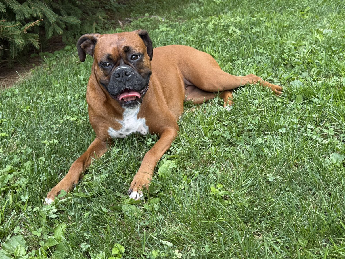 inntothenight's tweet photo. We played only a little bit today. Luna’s cooling off in the grass after the pool too.
#boxerpuppy #boxerdogs #boxerlife
#boxerlovers #boxersrock #boxersoftwitter #boxerdogsoftwitter #dogsoftwitter #dogsofx https://t.co/mNMhr0J0Wr