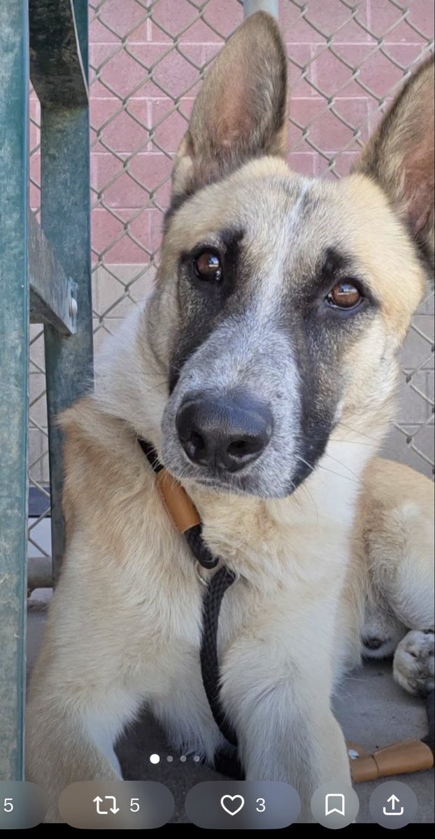 KellyG581976179's tweet photo. Urgent in California 

This is gorgeous, 1 year old, neutered , GSD named Rocket.  

He is due to be killed on Weds, August 5th‼️

He is located at , Stanislaus Animal Services Agency, in Modesto, CA.  There is an Adoption Event there going on until 4pm PT . 

Please Go and Adopt him or offer to Foster.
Fostering is Free through a Rescue or if you live within 50 miles of the shelter.

Please Share Rocket.   

Comments, Quote Tweets, and Retweets help push the dogs in the algorithm making them seen by many more potential Adopters and Fosters����🐾