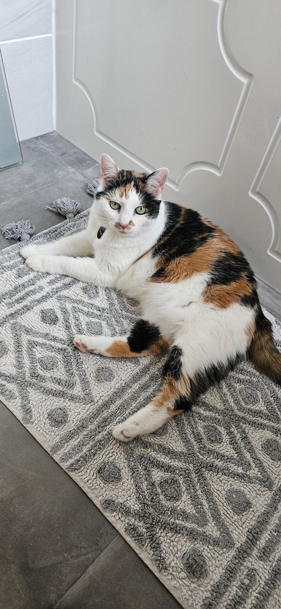 Smigger15NEW's tweet photo. @FreddyKitty I can only imagine the pain you're going through, I dread the day my girl decides to go. Poppy &amp; me send our love to you ❤️ xxxx https://t.co/gtQx0AH97f