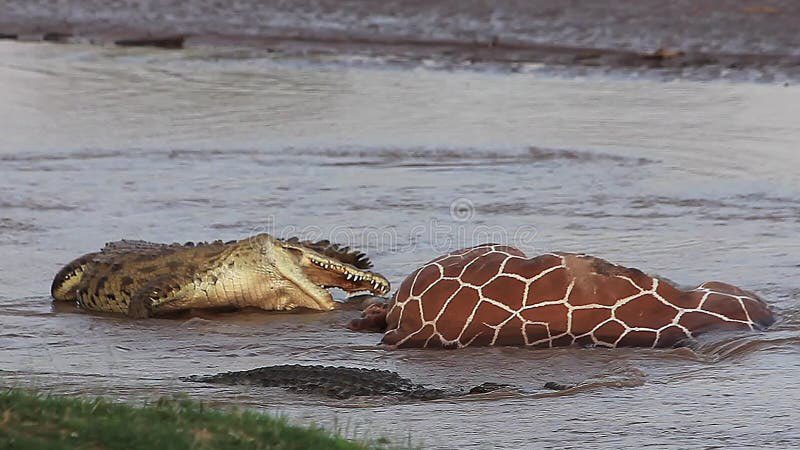 crocodilecrisis's tweet photo. in case no one believed me https://t.co/UUSP8Oue22