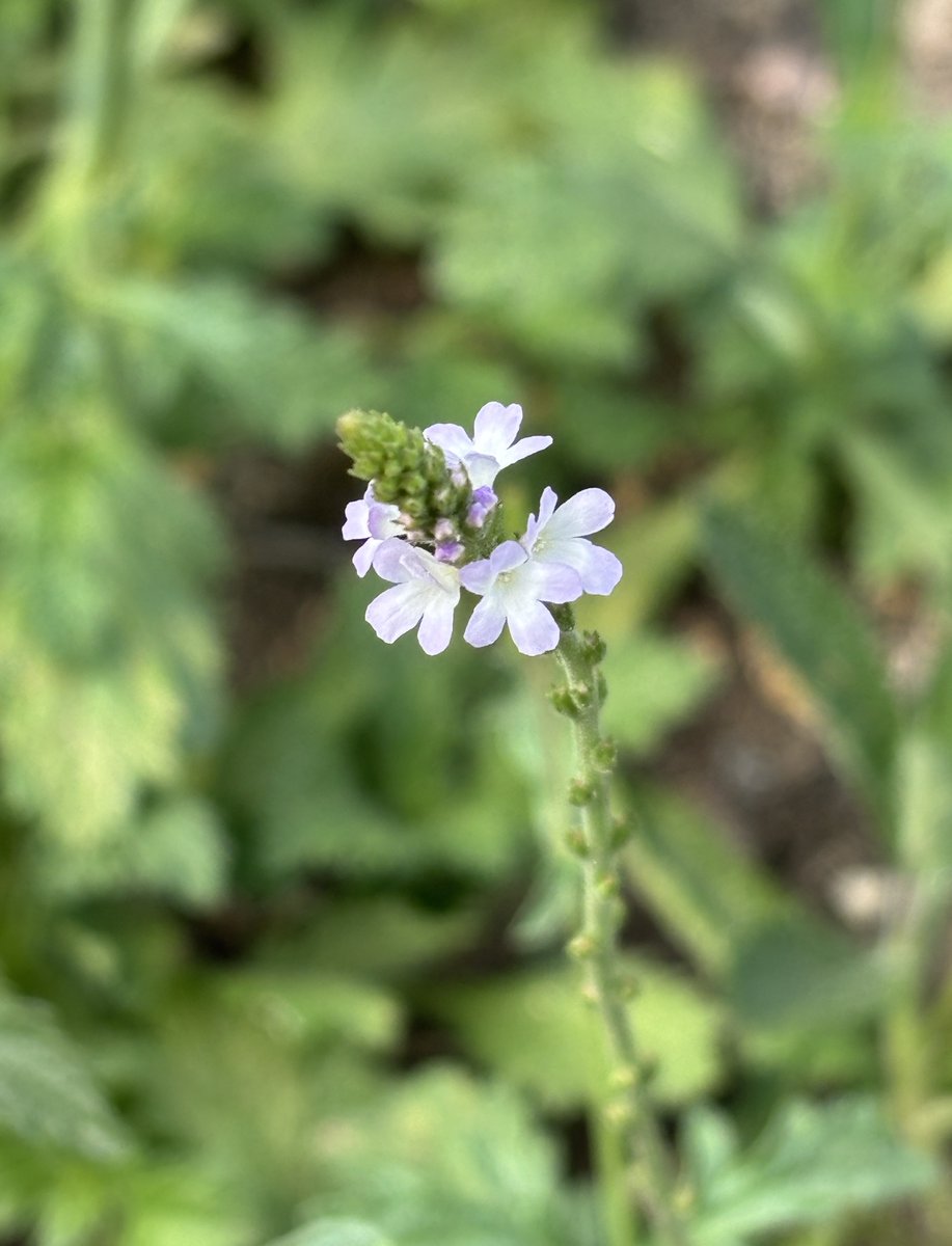 edmondslyn's tweet photo. Close-up of the pretty flowers of Common Vervain, Verbena officinalis; seen this week in landlocked Cambridgeshire
#WildflowerHour @wildflower_hour https://t.co/Oc1mhJ4WG9