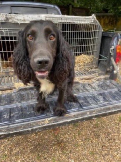 LisaClareRead2's tweet photo. Still missing, 3 gundogs stolen overnight 21st June 2024 from their kennels between Little Missenden and Amersham #Bucks #HP7
Have you seen them? Please help make them #TooHotToHandle
⬇️
https://t.co/cLh0P7pbdc
https://t.co/P64kDk2iT8
https://t.co/DFi4fJKQsU
#StolenDoghour https://t.co/x13PK8o2M0