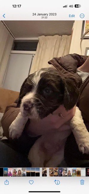 LisaClareRead2's tweet photo. Still missing, 3 gundogs stolen overnight 21st June 2024 from their kennels between Little Missenden and Amersham #Bucks #HP7
Have you seen them? Please help make them #TooHotToHandle
⬇️
https://t.co/cLh0P7pbdc
https://t.co/P64kDk2iT8
https://t.co/DFi4fJKQsU
#StolenDoghour https://t.co/x13PK8o2M0