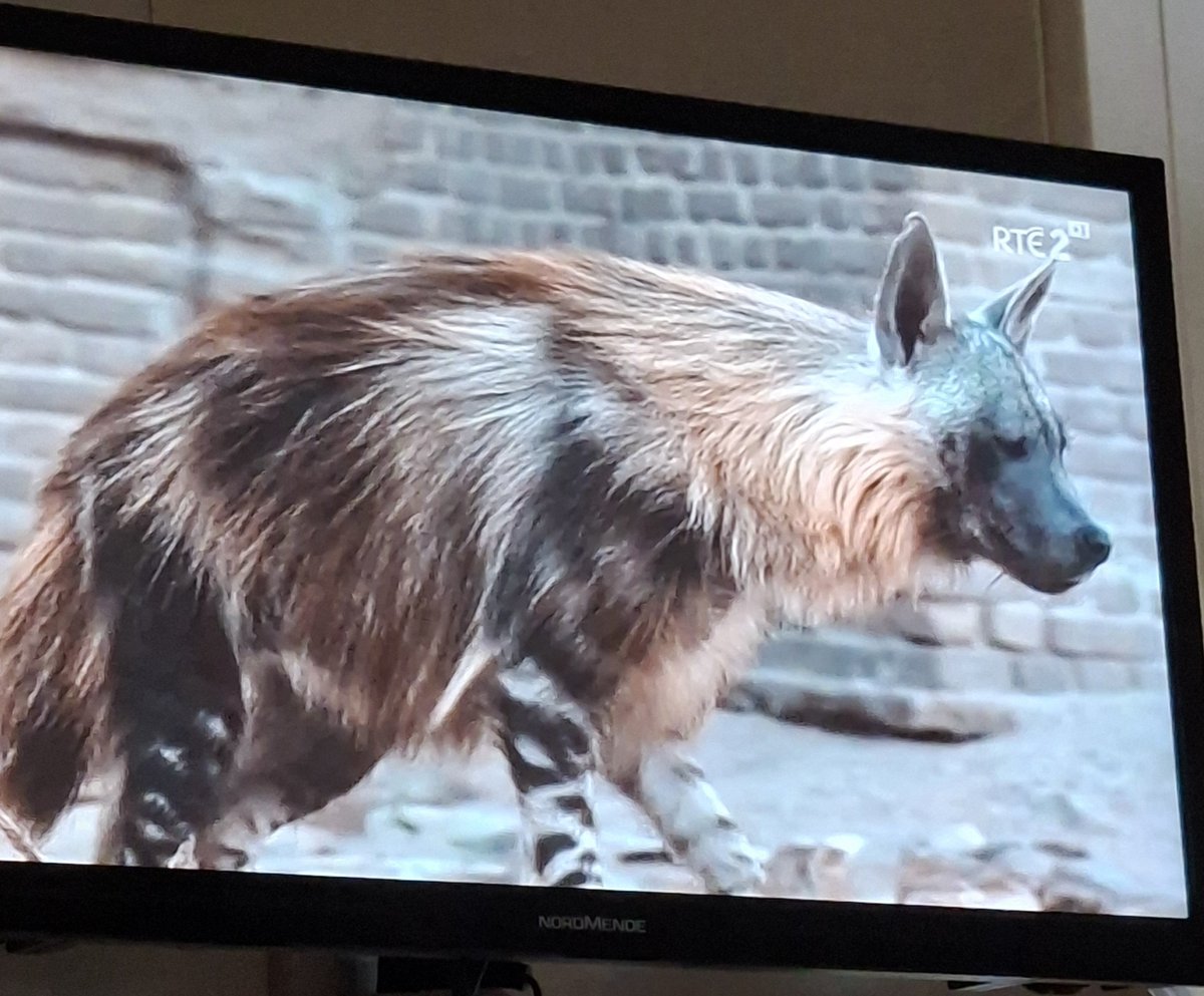 LemonadeBetty's tweet photo. Watching nature documentaries this weekend on @RTE2. They all utilise AI. These AI voices are advanced&amp; try to mimic smooth, non-accented English speaker, but they lack true contextual awareness. This results in the monotonous phrasing, weird pacing,&amp; localised mispronunciations. https://t.co/YgGokybc93