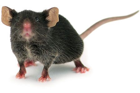 BioTay's tweet photo. 1/6 Deseo de conocimiento en ratones

Aunque con algunas limitaciones, es evidencia de curiosidad epistémica específica, algo sumamente raro de encontrar

(paper) DOI 10.1038/s41593-026-02377-y https://t.co/D7DGAl3Cgp