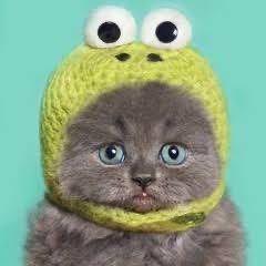 catmiumiu66's tweet photo. This X will be used as $miumiu account due x algo for better trust

Meet the cutest cat in the world https://t.co/ANAQvdZFbt