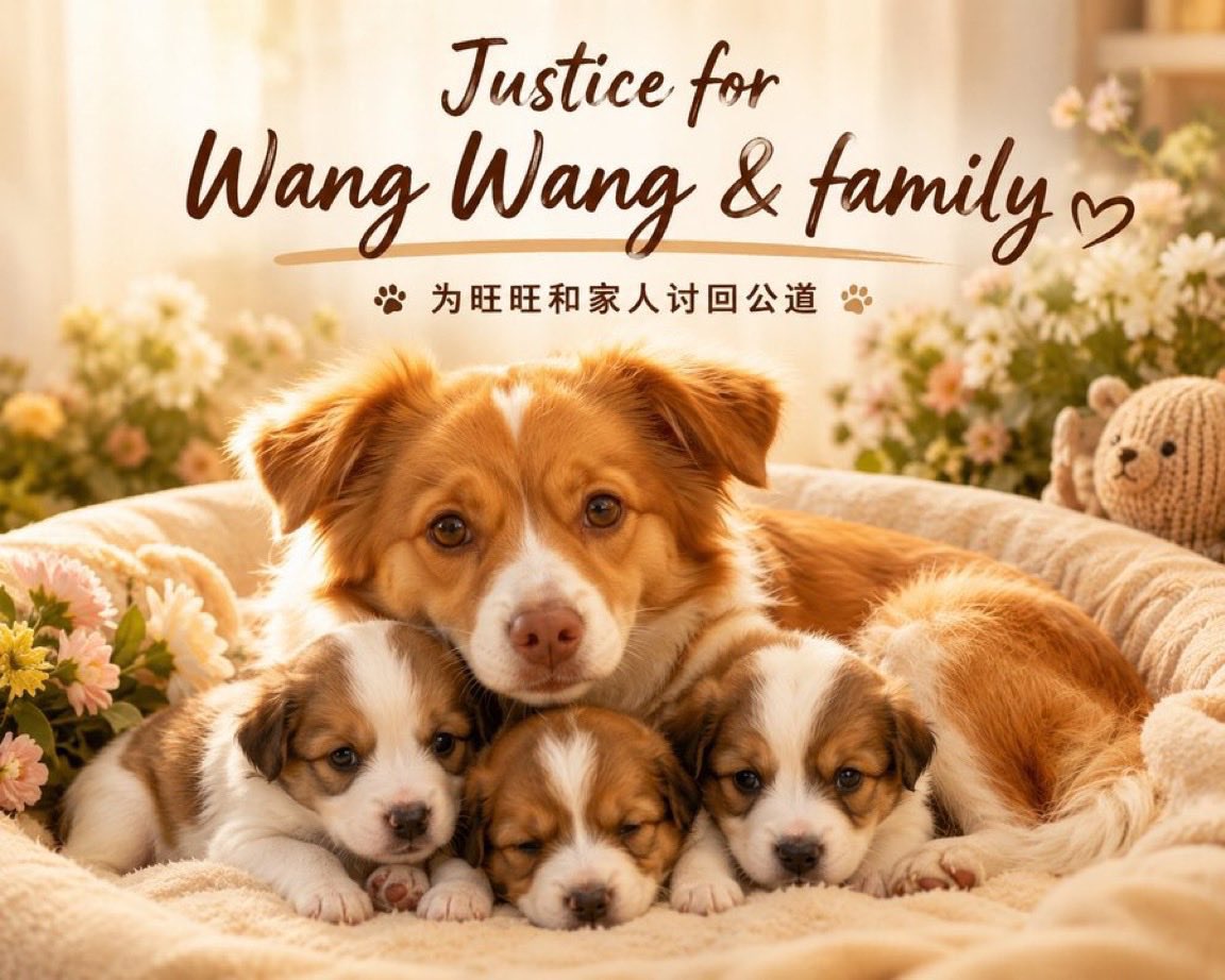VeroLestrade's tweet photo. Forever #WangWang ❤️❤️
#justiceforwangwang #wangwang #旺旺 #BoycottJieyang #boycottguangdong #pingpu #pingbu #chinatourism #beijing #boycottchina #china #ccp #StopCatTorture #AnimalProtectionLawChina #Zhongfamily #zhongclan https://t.co/SWI6HuKo6l