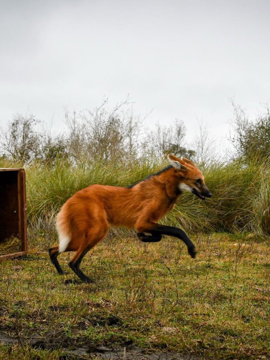 bichoargentum's tweet photo. Volver a la libertad 🦊

El aguara guazú rescatado en Puerto General San Martin finalmente fue liberado en la naturaleza 🐾

Está belleza completo bien su rehabilitación y ahora corre libre en la Reserva Natural El Fisco, al norte de Santa fe ❤️
 
🎥 ambientesantafe https://t.co/u7JKQmTjK8