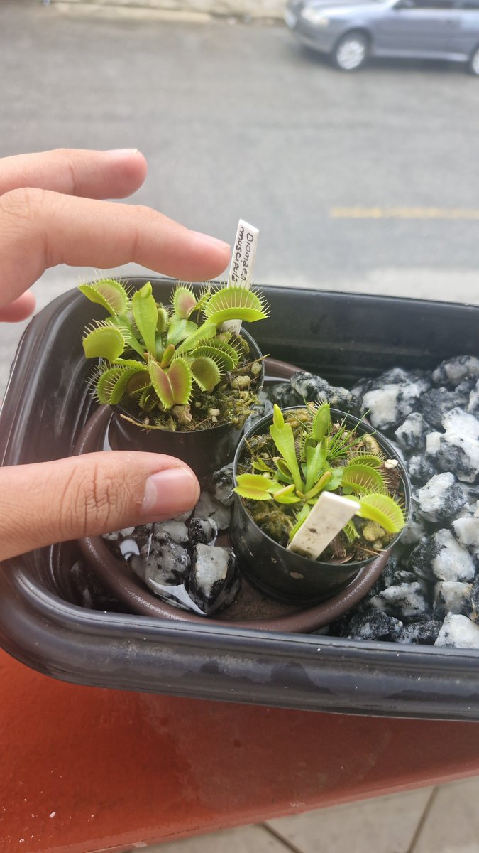 oreZSoons's tweet photo. Atualmente tenho a Carnivine, Armadilhatrix e a Victrebel a coitada da Victrebel infelizmente ainda está sem seus vazinho porque um deles morreu no meio da entrega. https://t.co/sSsgVwV6qh