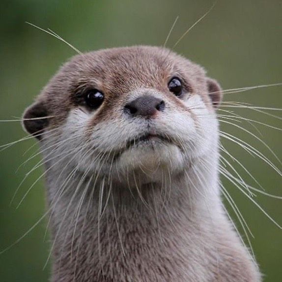 MyndayMourning's tweet photo. @theREALgramp Not a cat, but I see her having otter energy https://t.co/ee3jr4JAkV