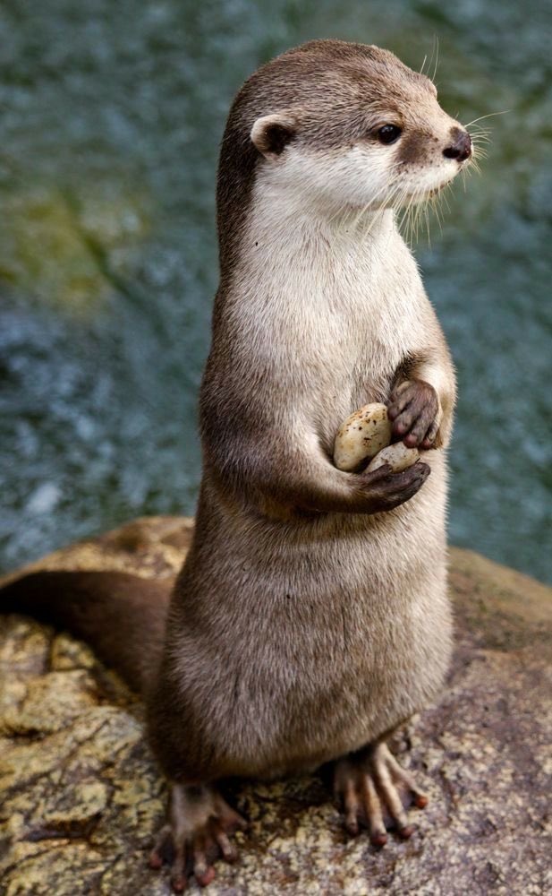 MyndayMourning's tweet photo. @theREALgramp Not a cat, but I see her having otter energy https://t.co/ee3jr4JAkV