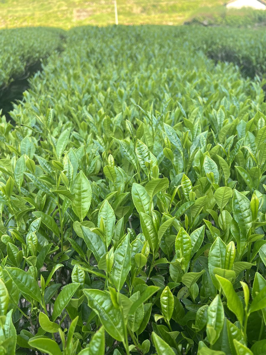 daikouen56's tweet photo. 父と母は、二人でお茶づくりを続けてきました。SNSのことは、ほとんど知りません。ただ黙々と畑に出て、お茶を育ててきました。でも今は、美味しいお茶を、つくるだけでは知ってもらえない時代です。今は家族で、毎日、何を書こうかと考えながら発信しています。この山を守るためにも、50年以上、父と母が大切に育ててきた有機の八女茶を、これから出会う方にも少しずつ知ってもらえますように。