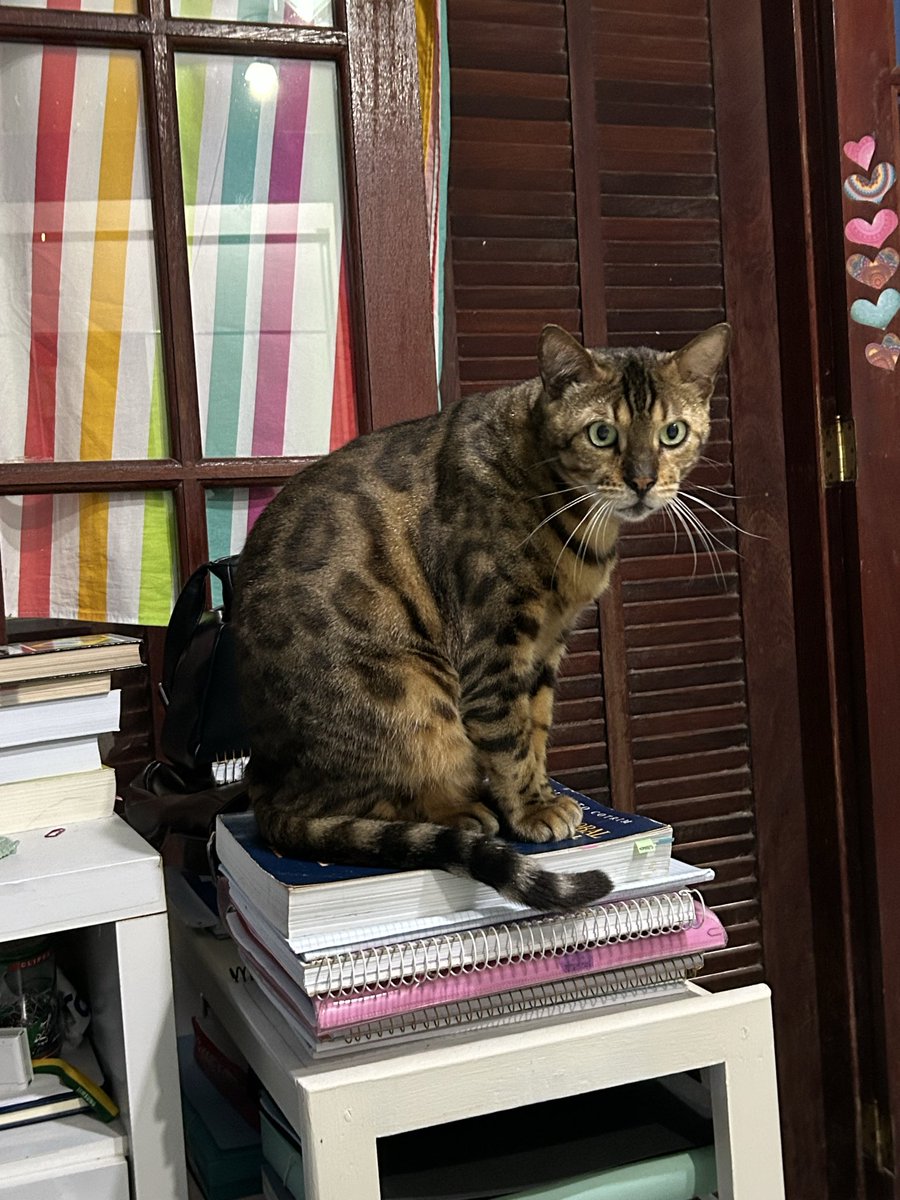 jessicasimasc's tweet photo. A beleza desse gato não dá pra ser transmitida por fotos 😮‍💨 https://t.co/pVlXVMdK4R