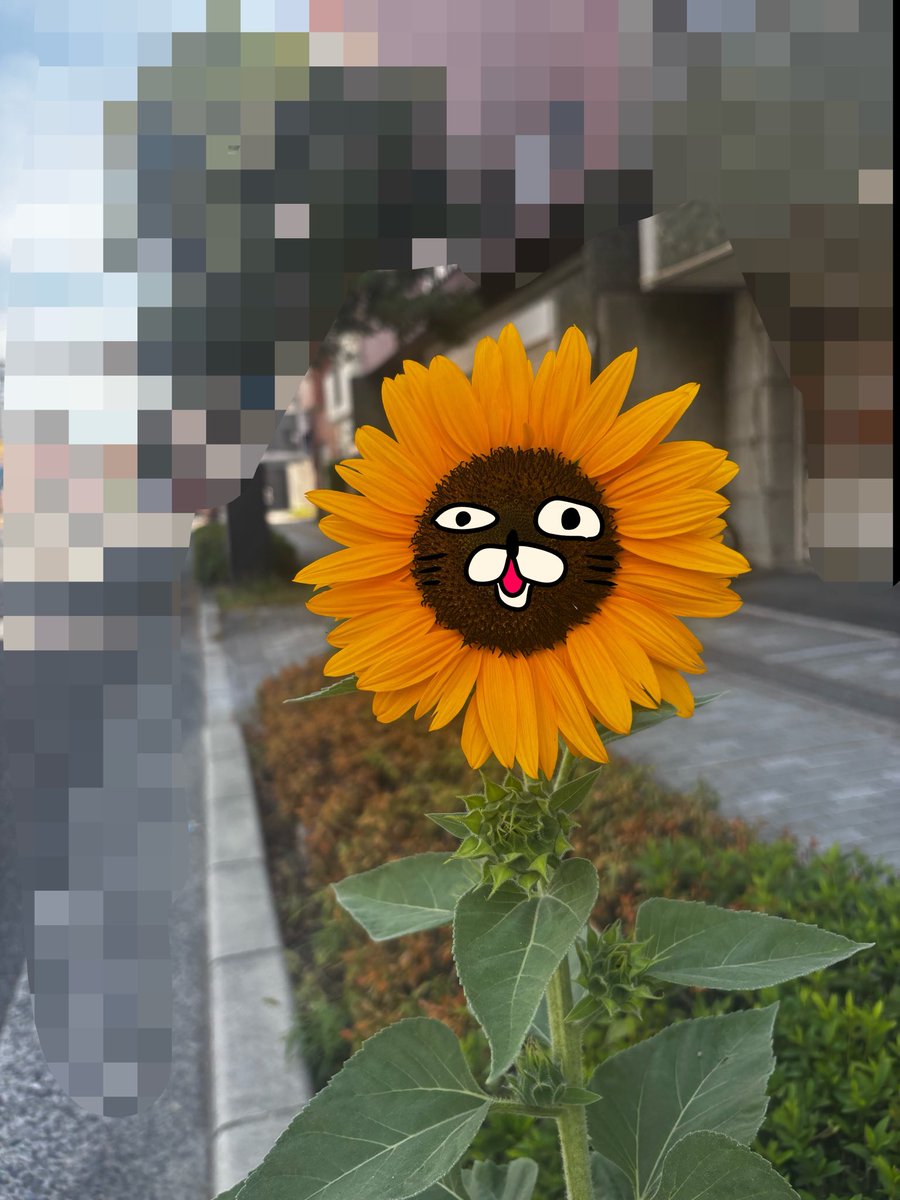 muchimyigames's tweet photo. みんな朝起きて仕事だよね？？( ᐙ )
おいらの1番好きな花が1輪だけ
咲いてたから写真撮った( ᐙ )

元気だしてぇ行こぉぉおん(ᐠ  ᐛ )ᐟ https://t.co/1WrfRAcIgc
