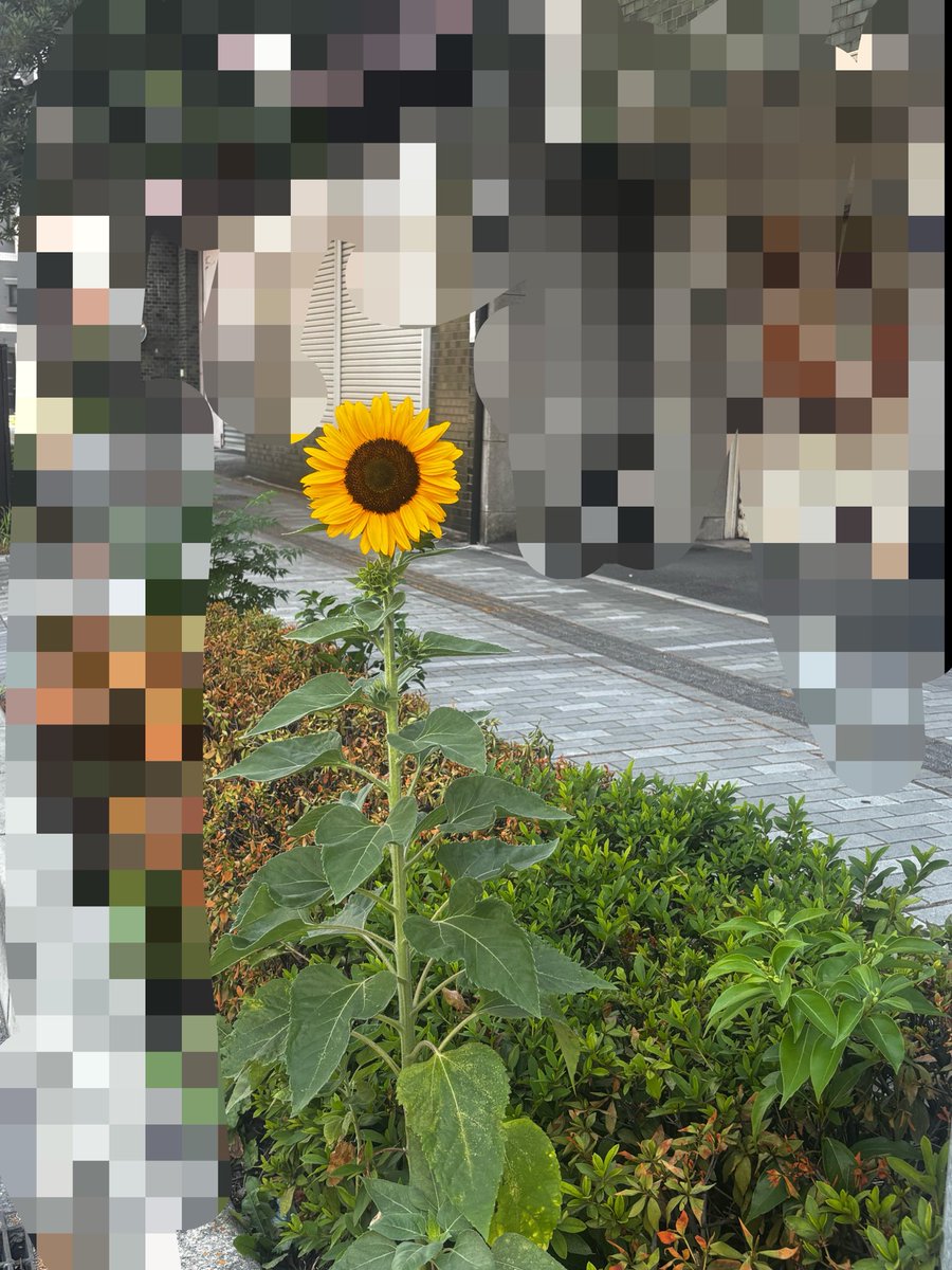muchimyigames's tweet photo. みんな朝起きて仕事だよね？？( ᐙ )
おいらの1番好きな花が1輪だけ
咲いてたから写真撮った( ᐙ )

元気だしてぇ行こぉぉおん(ᐠ  ᐛ )ᐟ https://t.co/1WrfRAcIgc