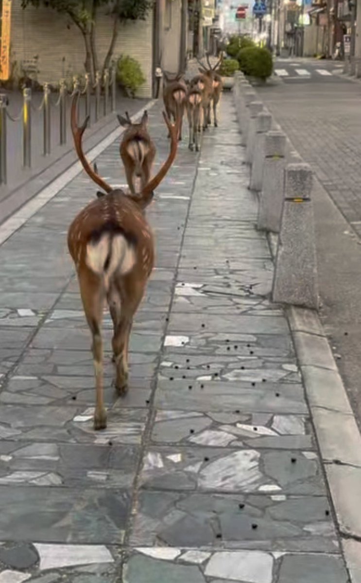 おはようございます 早朝の三条通り商店街 JR奈良駅方面に行く鹿たち🦌🦌🦌