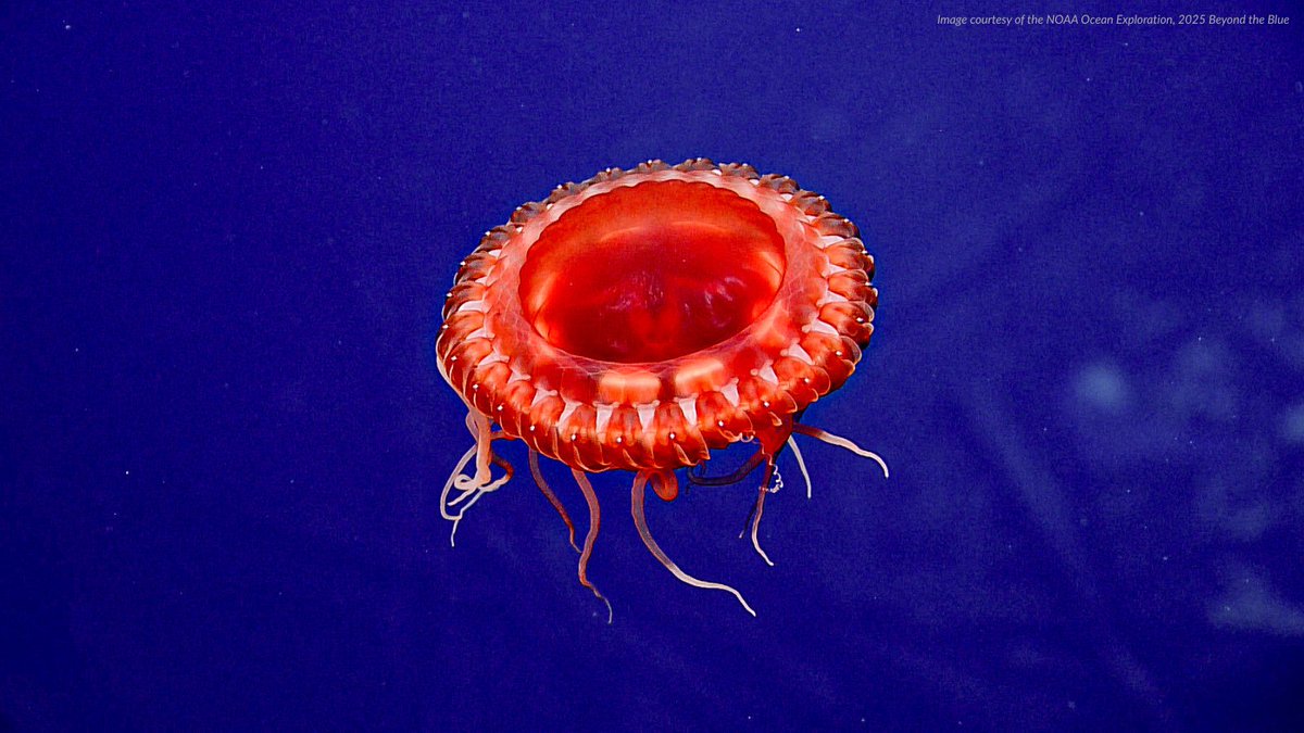 oceana's tweet photo. It might seem bold — but in the deep sea, red is the perfect disguise!

Some ocean creatures live deep in the ocean, where little or no sunlight can reach. Down here, red animals can appear black—helping them hide in the darkness!

Learn more about animals of the ocean depths: https://t.co/uvt6nDES3R