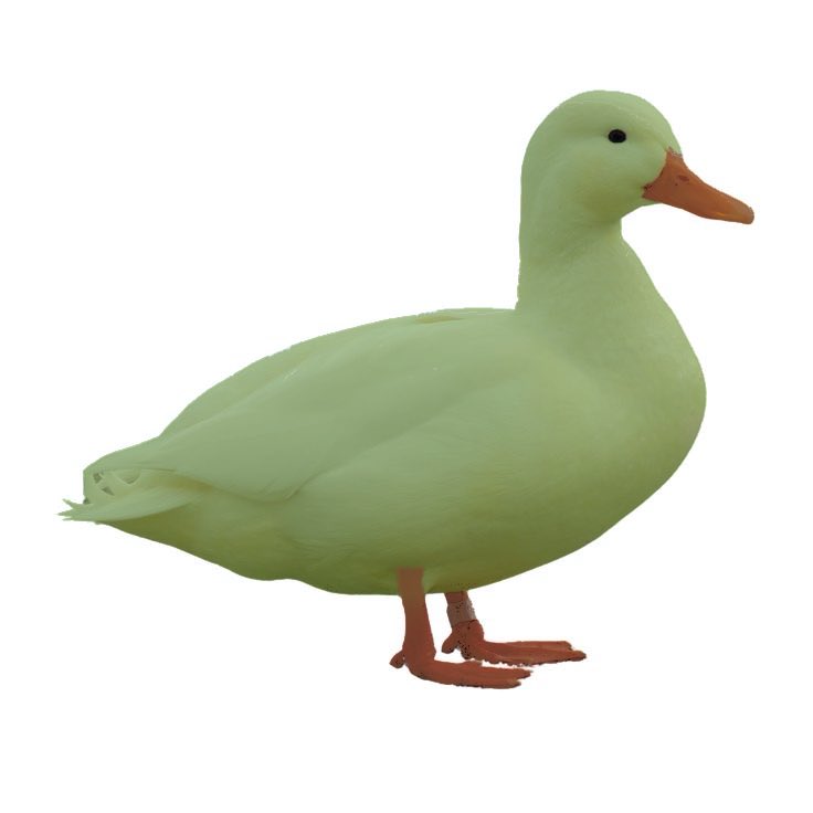 pojojka's tweet photo. Edduck duckworld https://t.co/fL0e47jDtt
