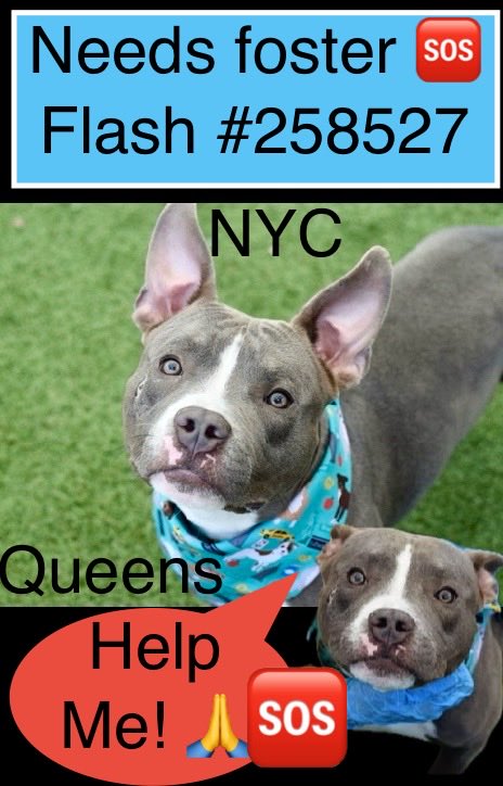 magalys_rios's tweet photo. #258527 💔 Needs EMERGENCY PLACEMENT due to BEHAVIOR ‼️
NEEDS #Foster by 8️⃣ / 4️⃣
2 yr old 50 lbs at NYCACC Queens
for 3️⃣4️⃣ days
They will KILL him ‼️
Bio⬇️
https://t.co/Wh5gNaetI8
#Adopt
#Pledge4Rescue
#REPOST https://t.co/p09McxAQ3o
