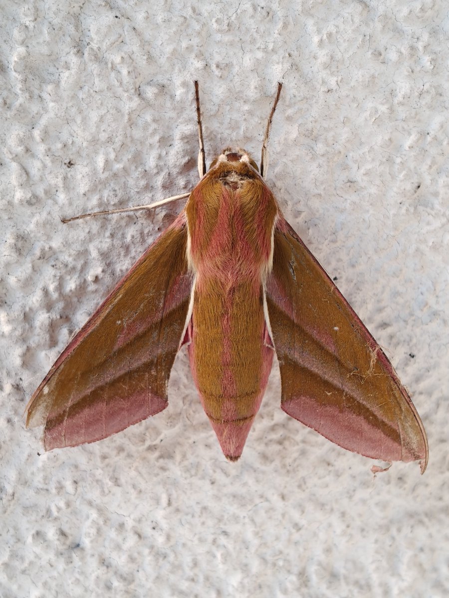 MichalK40846000's tweet photo. 📷🌙 Zmrocznik gładysz (Deilephila elpenor) – jeden z najpiękniejszych nocnych motyli spotykanych w Polsce.  #Motyle #NocneMotyle #Przyroda #Natura #Makrofotografia #FotografiaPrzyrodnicza #Butterflies #Moths #Nature #MacroPhotography #NaturePhotography https://t.co/djJLRKhZGp