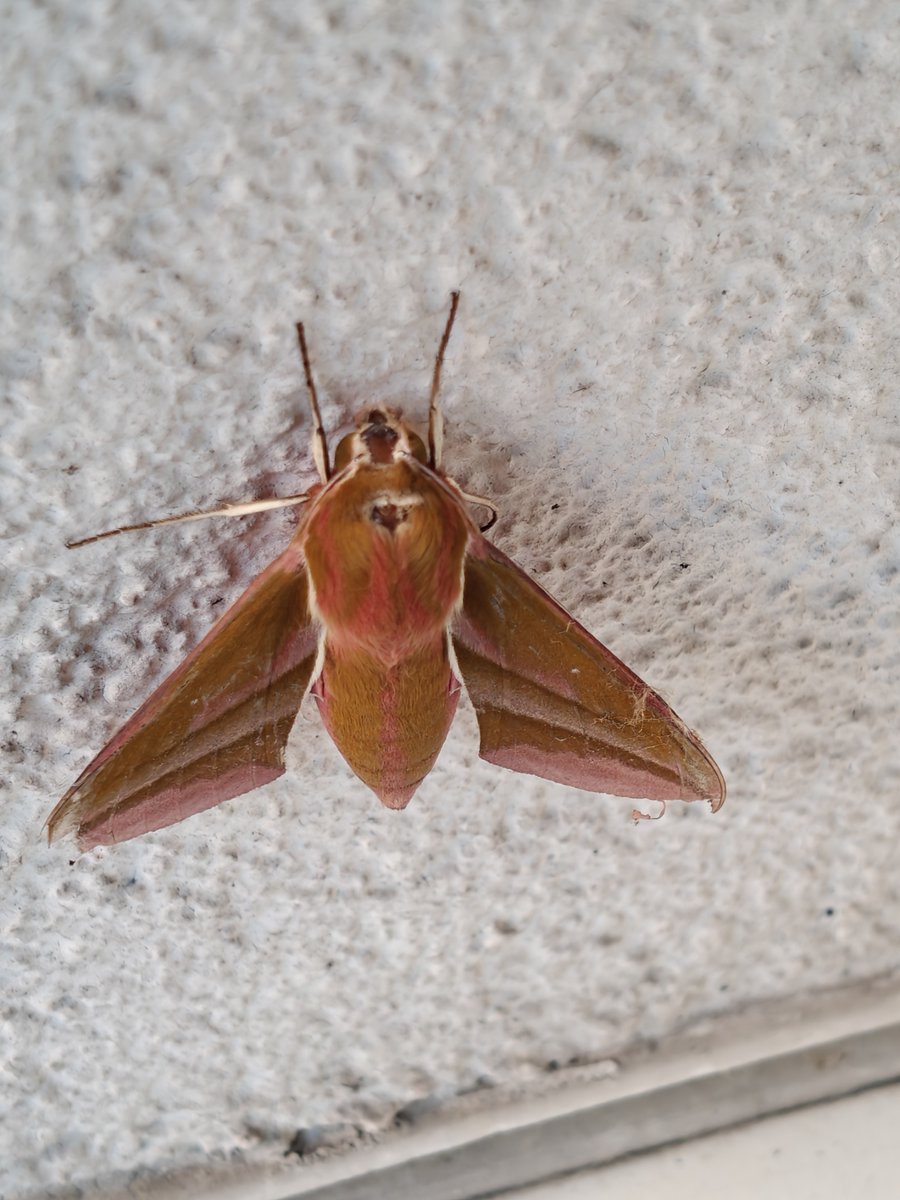 MichalK40846000's tweet photo. 📷🌙 Zmrocznik gładysz (Deilephila elpenor) – jeden z najpiękniejszych nocnych motyli spotykanych w Polsce.  #Motyle #NocneMotyle #Przyroda #Natura #Makrofotografia #FotografiaPrzyrodnicza #Butterflies #Moths #Nature #MacroPhotography #NaturePhotography https://t.co/djJLRKhZGp
