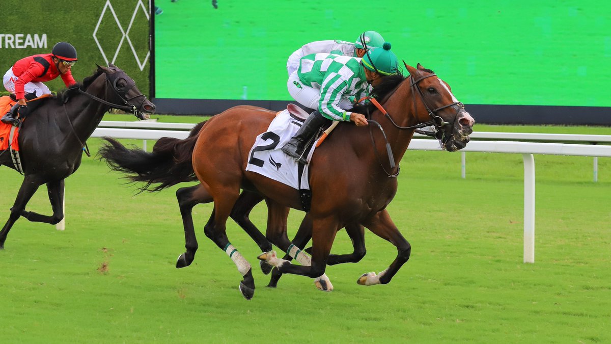 GulfstreamPark's tweet photo. Siege of Boston takes the Empire Builder Handicap, ridden by @SamyCamacho1, saddled by @jjtonerracing, owned by Joseph Allen, and bred by Joseph Allen and White Birch Farm. #GulfstreamPark #RoyalPalmMeet https://t.co/ew7EcHuC2x