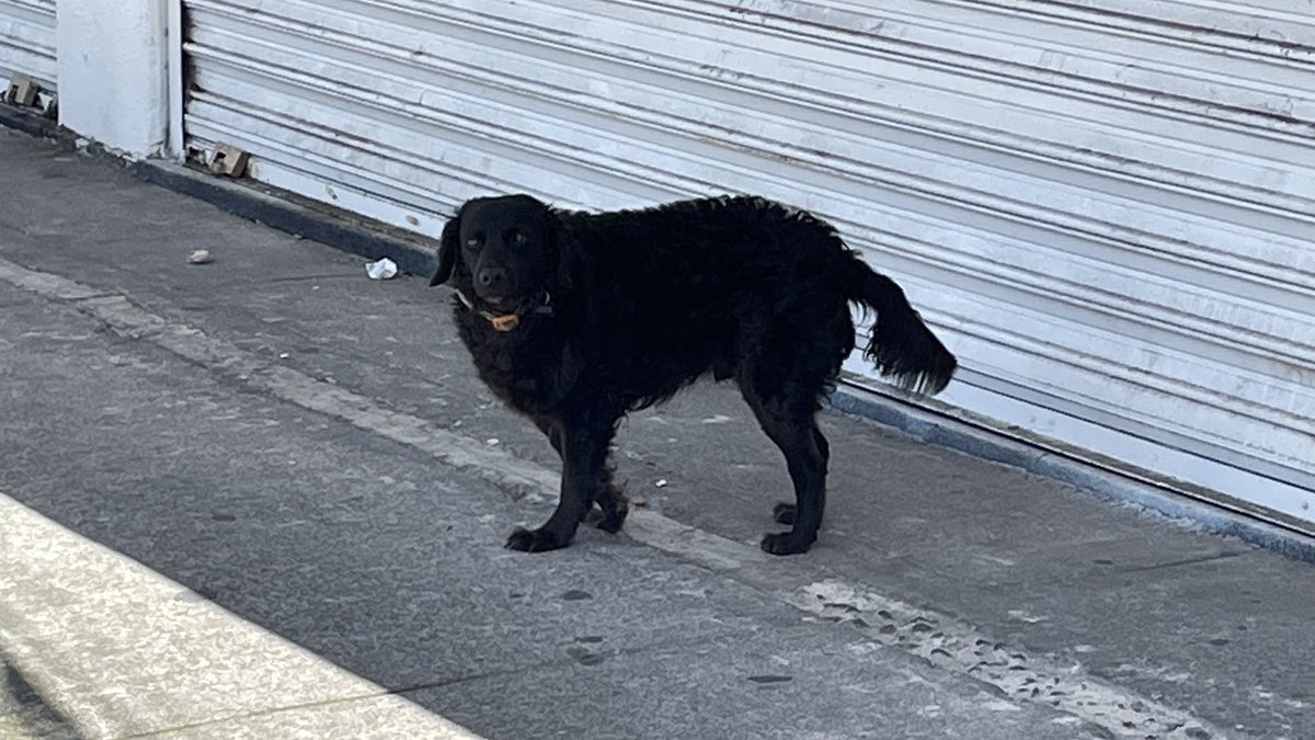 eli_conacento's tweet photo. Este perrito está caminando solo, medio desorientado, @En_laDelValle. Trae collar pero sin placa 👀

Av. Universidad y Pilares. https://t.co/AAF1VxKAgW