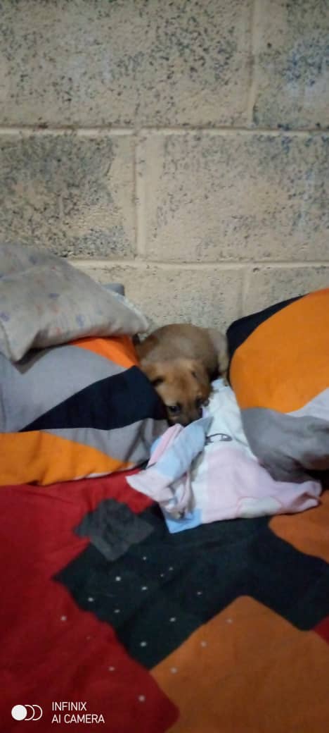 yaracalcagno's tweet photo. Difundo. Sigo buscando hogar para esta perrita y su hermanita Guatire 04241260255 https://t.co/aFqdFibKZf