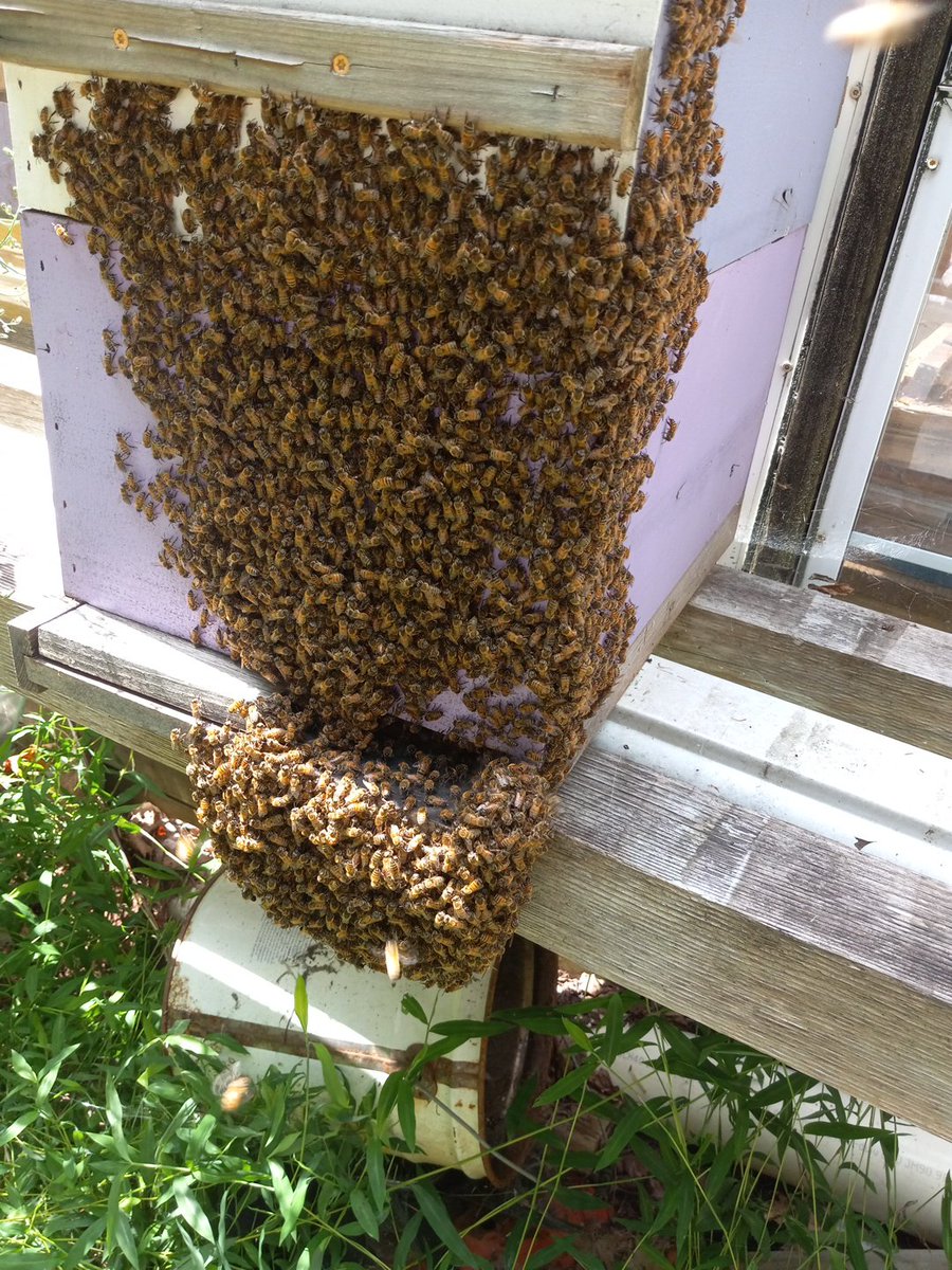 bees4more's tweet photo. Bees hanging outside in this 90⁰ weather https://t.co/E8b5mUtbgn