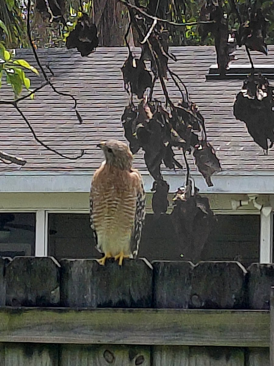 AaronALong4real's tweet photo. Hanging out in the backyard with a young Red Shouldered Hawk. 😎 https://t.co/COy13m1DTr