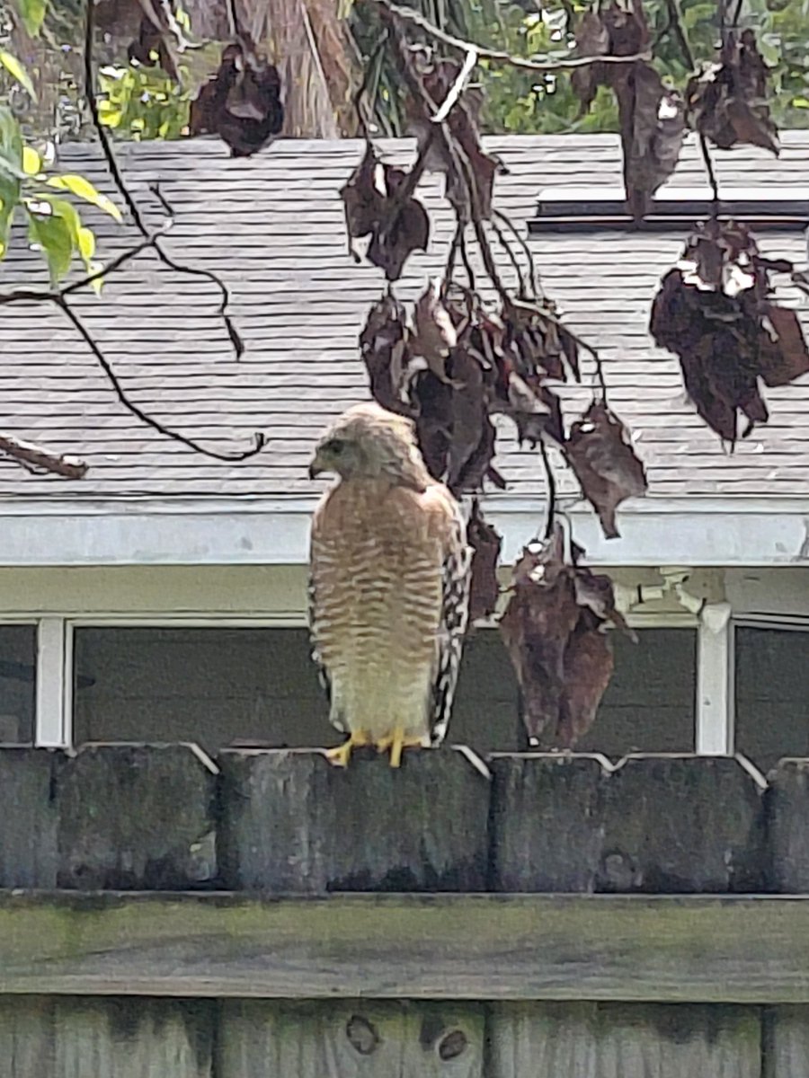 AaronALong4real's tweet photo. Hanging out in the backyard with a young Red Shouldered Hawk. 😎 https://t.co/COy13m1DTr
