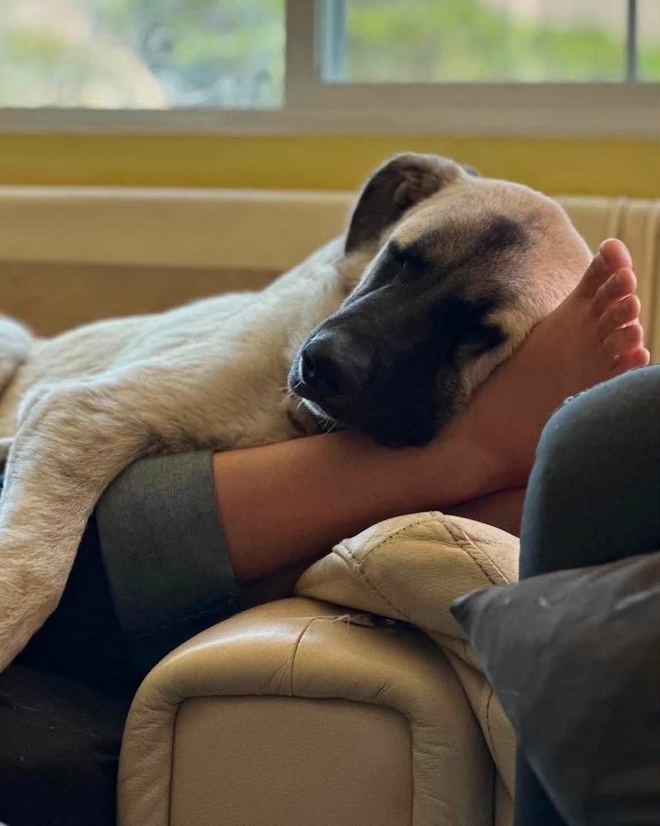 MandaLynne62's tweet photo. Save Bruce: Tell Ventura County to Release Him to Rescue - Sign the Petition! https://t.co/JN6o4I2GVX via @Change https://t.co/Iu83OjWJD3