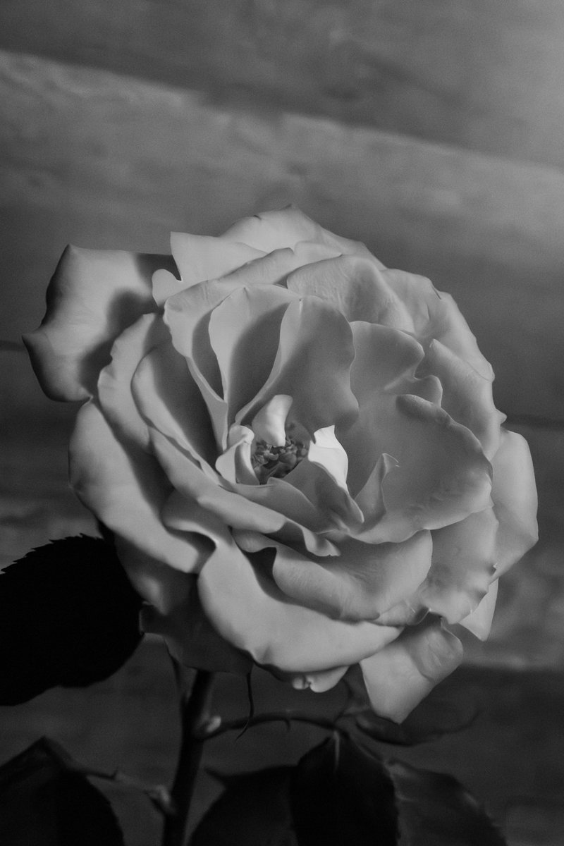 CRSImages's tweet photo. Share any image so long as it's in Black &amp; White https://t.co/VdzFQy8sbw