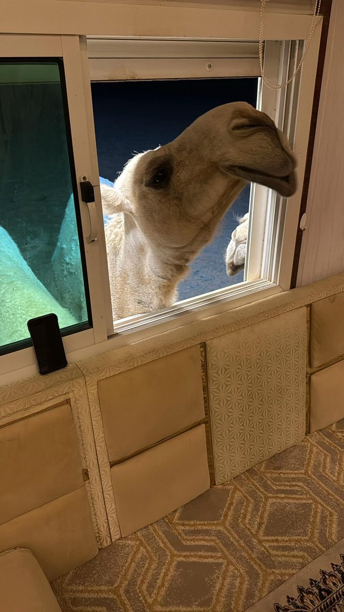 Ajj1qa's tweet photo. الحب حب الوضح كب الخرابيط
لا قابلت مثل النصوب المصاليع https://t.co/JYI55DIr4T