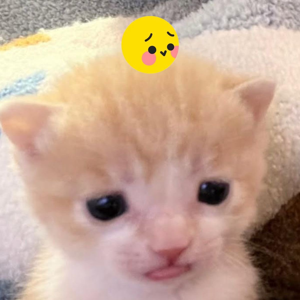scftofpaw's tweet photo. Hallo happy sunday.
Am in need for pets if anyone can spare some. https://t.co/Cv9FkCHVYb