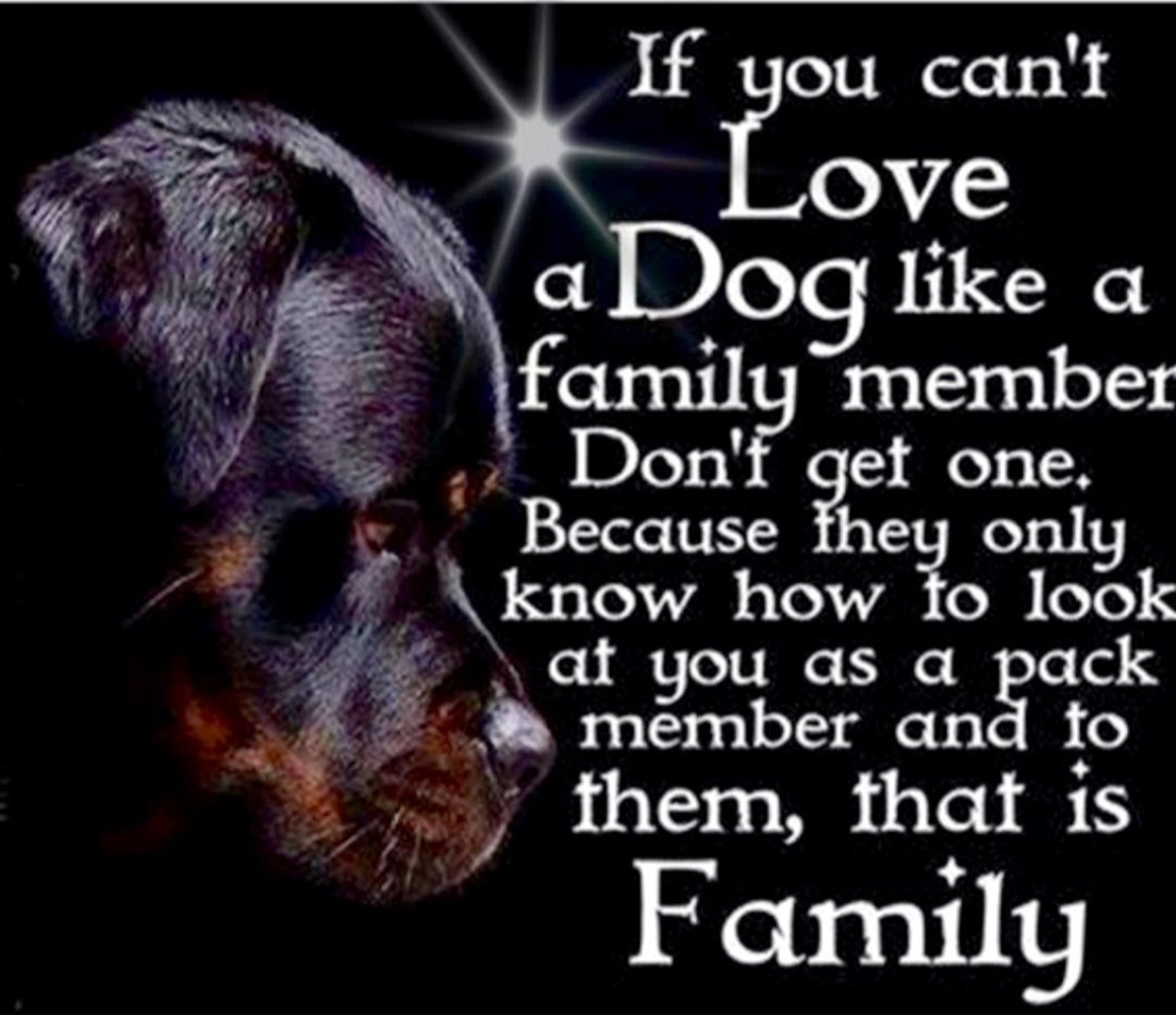 Nye53Jim's tweet photo. #KEEPDOGSAFE
#THEYAREFAMILYTOO https://t.co/D77rX19TBi
