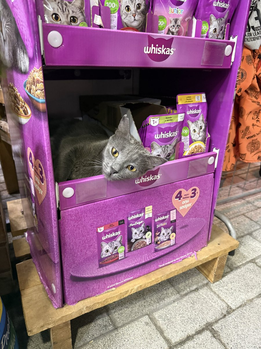 suletrkmnn's tweet photo. istanbul gaziosmanpaşa  lütfen yuva 💜💜💜 https://t.co/9KrtqfBvcW