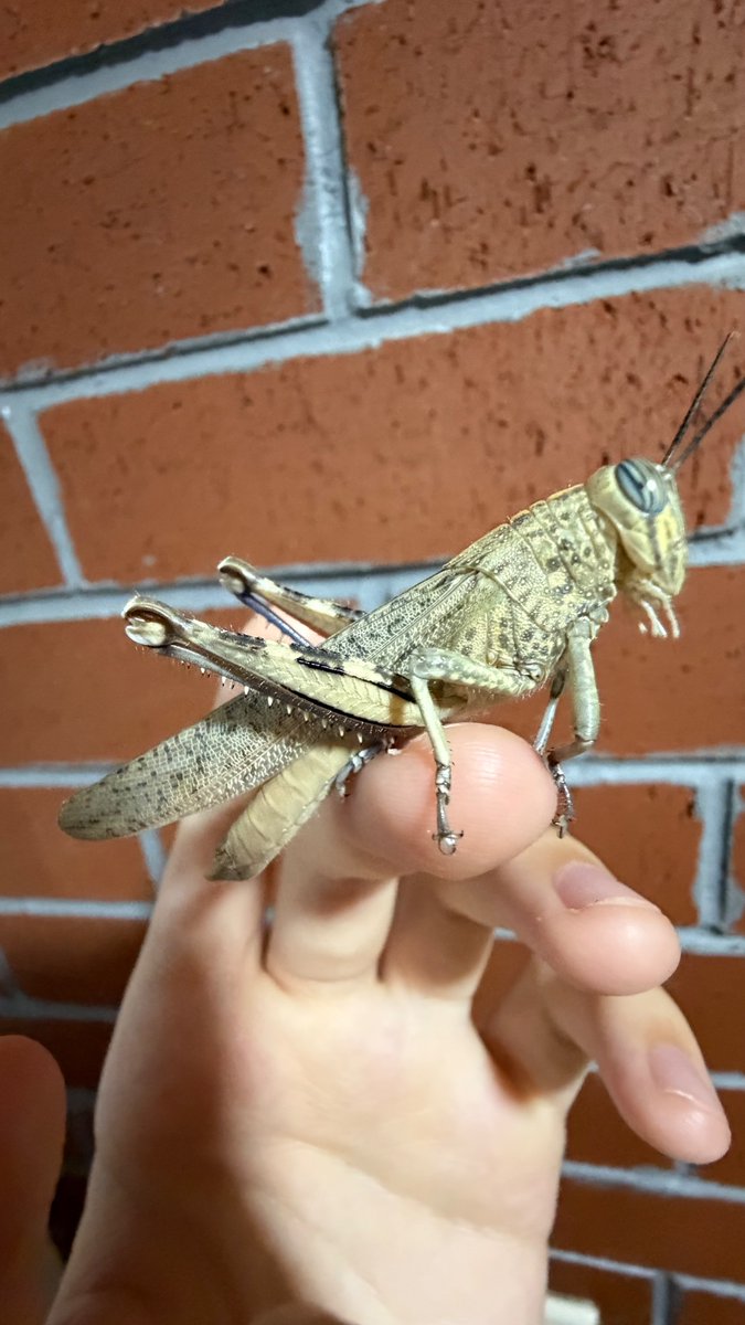 0rthoptera's tweet photo. i've been seeing a lot of Egyptian grasshoppers but i can't complain cause their faces are cute https://t.co/XicB4URwre