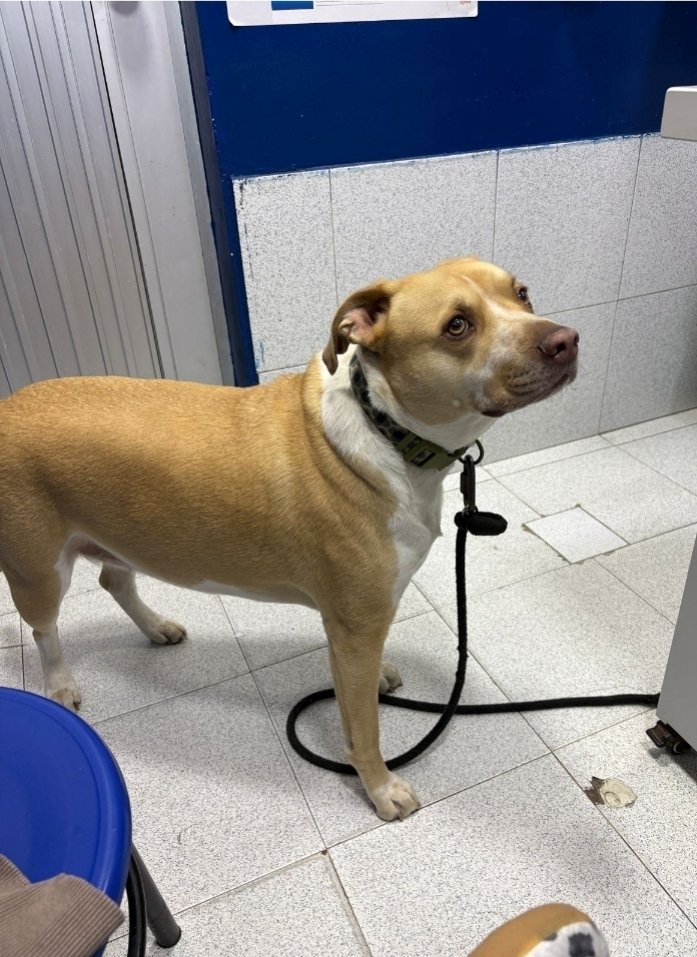 GonzalezJu8601's tweet photo. @Danielbricen Esta rata chismosa se gana 53 millones mensuales para estar urgando la vida de los zurdos.. trabaje perro hijueputa... legisle que para eso es que le pagamos https://t.co/asUbYUz2kb
